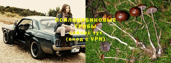 стафф Алзамай